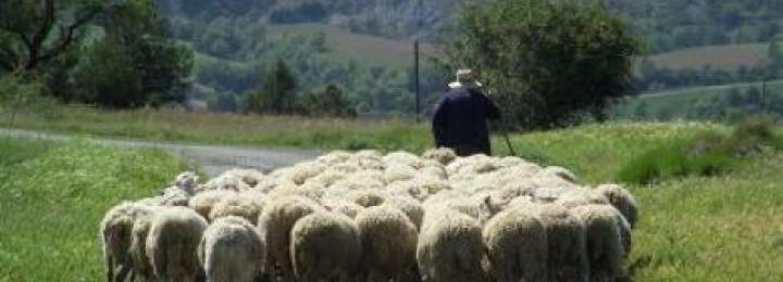 La baixada de ramats