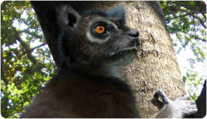 El ICP troba el Nievesia sossisensis, un nou petit primat del Pirineu 